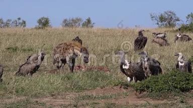非洲白背秃鹫、非洲陀螺、鲁佩尔`秃鹫、罗佩佩利、拉佩特脸秃鹫或努比亚秃鹫，发现H